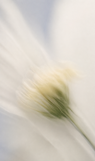 An abstract, motion-blurred photograph of a pale yellow flower with green stem against a soft white and light blue background.