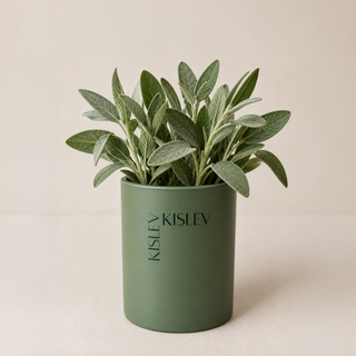 A green potted sage plant with silvery-green leaves in a matte willow green cylindrical pot printed with the brand name 'KISLEV', set against a warm beige background.