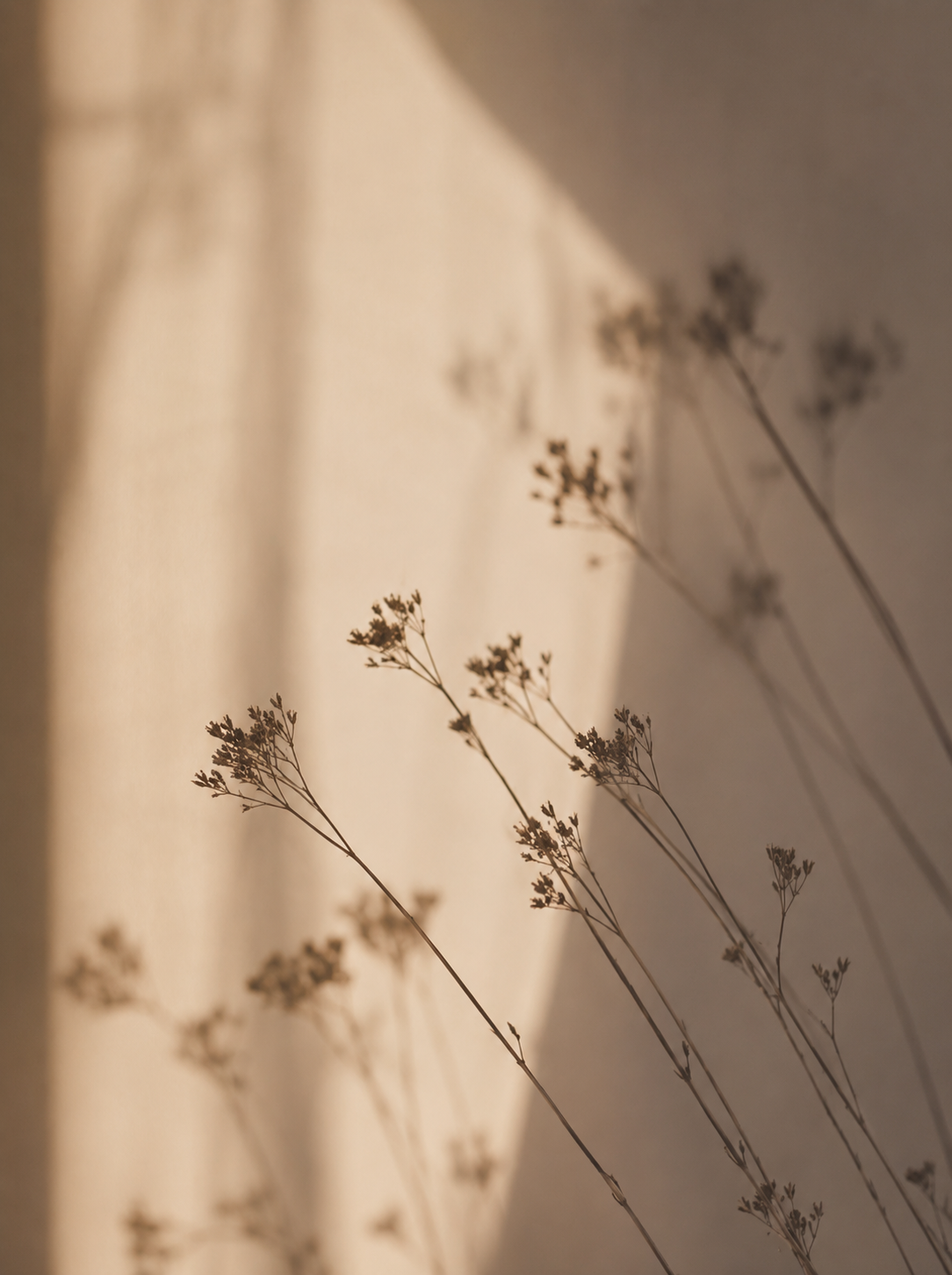 Dried delicate plant stems with small clustered flowers arranged against a warm beige wall, backlit by soft sunlight that casts gentle shadows.
